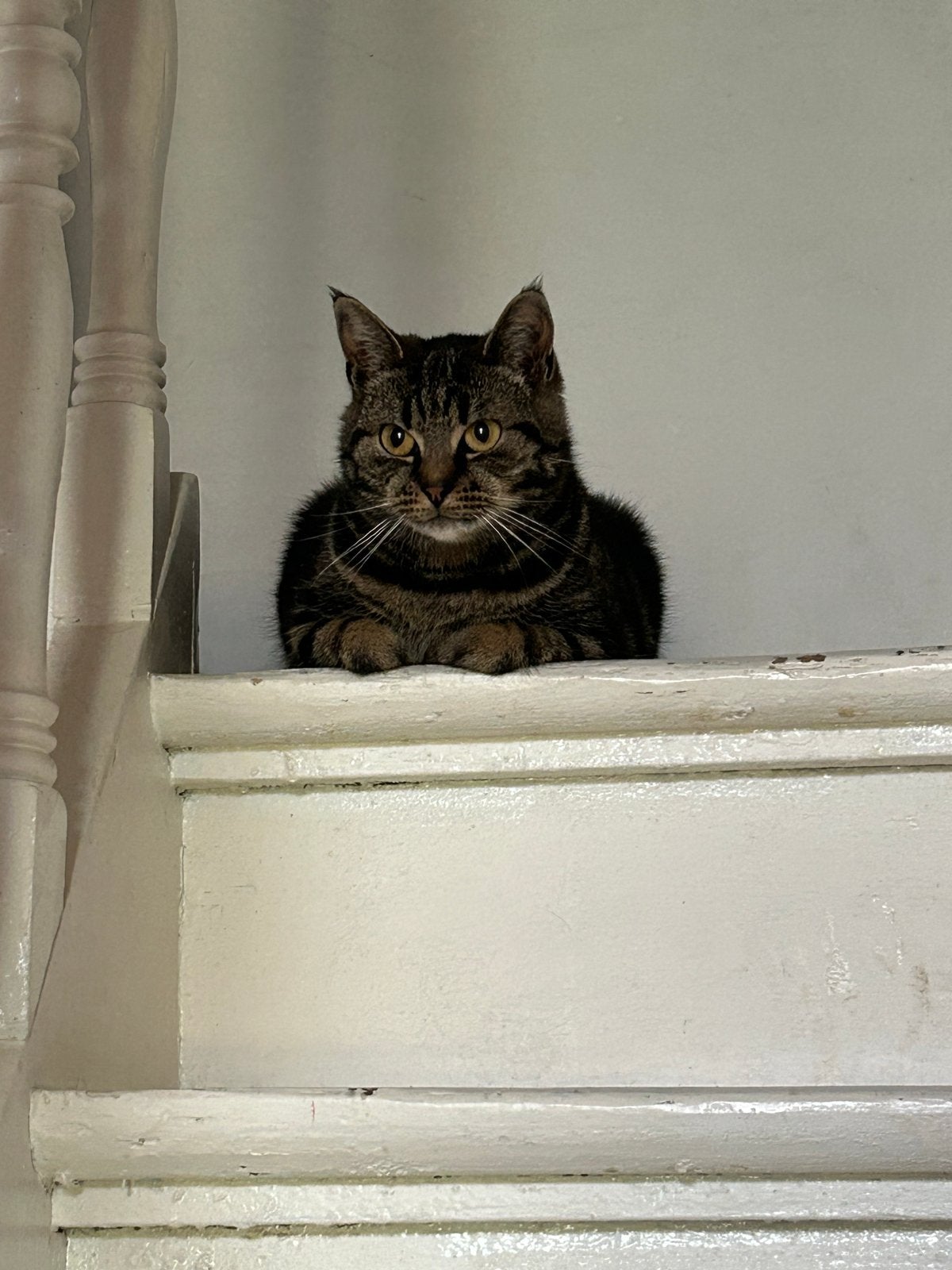 NOG STEEDS VERMIST – MAUI, Dieren en Toebehoren, Kat