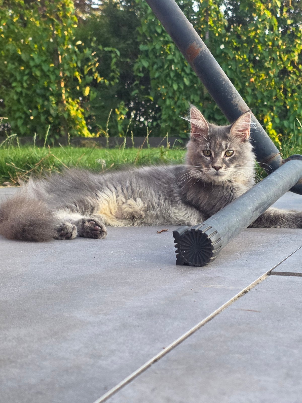 Mooie maine coon kittens met stamboom, Meerdere dieren, Met stamboom