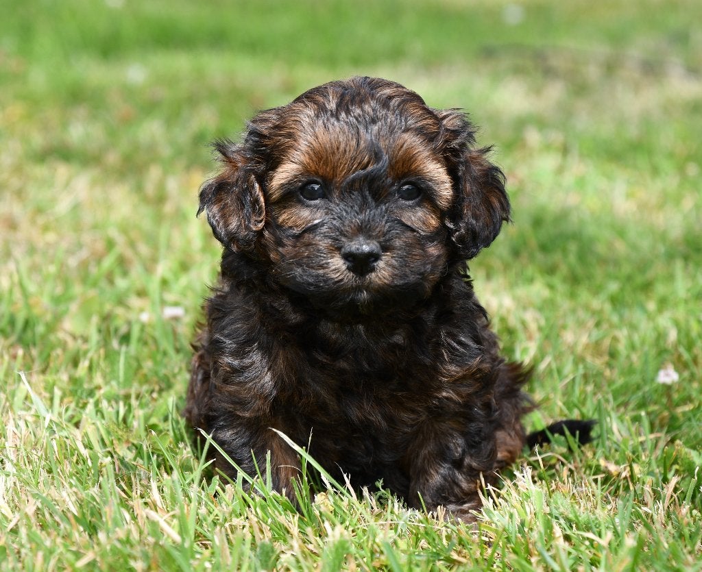 Boomer X Toy poedel pups (Toy Doodle) uit geteste ouders, Parvo, Nederland, Overige rassen, 8 tot 15 weken