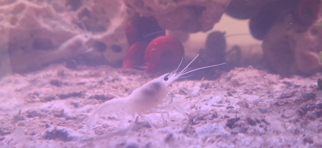 Witte kreeften, Kreeft, Krab of Garnaal, Zoetwatervis