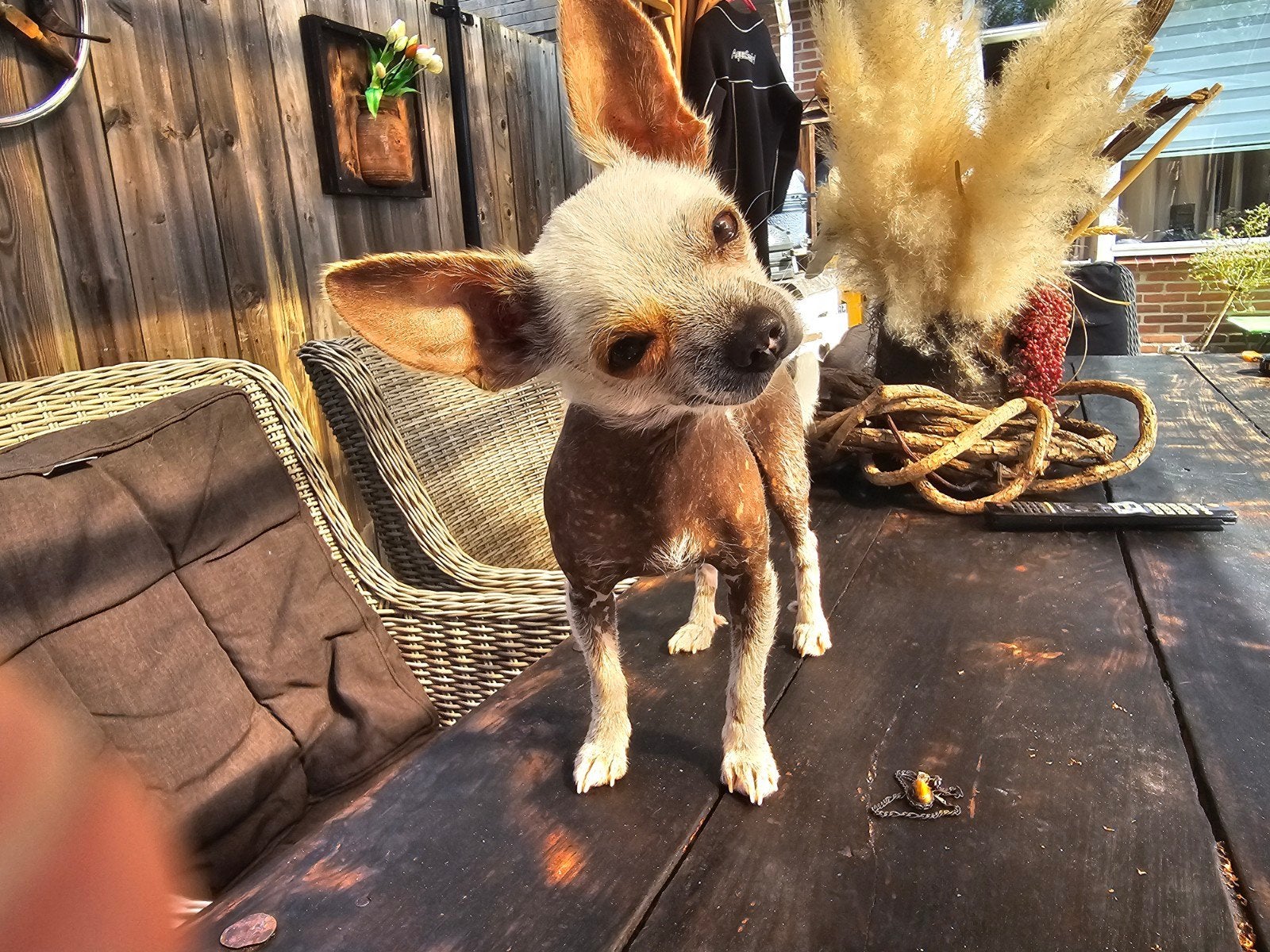 Kleine naakthond dekreu ., Reu, 1 tot 2 jaar, Eén hond, CDV (hondenziekte)