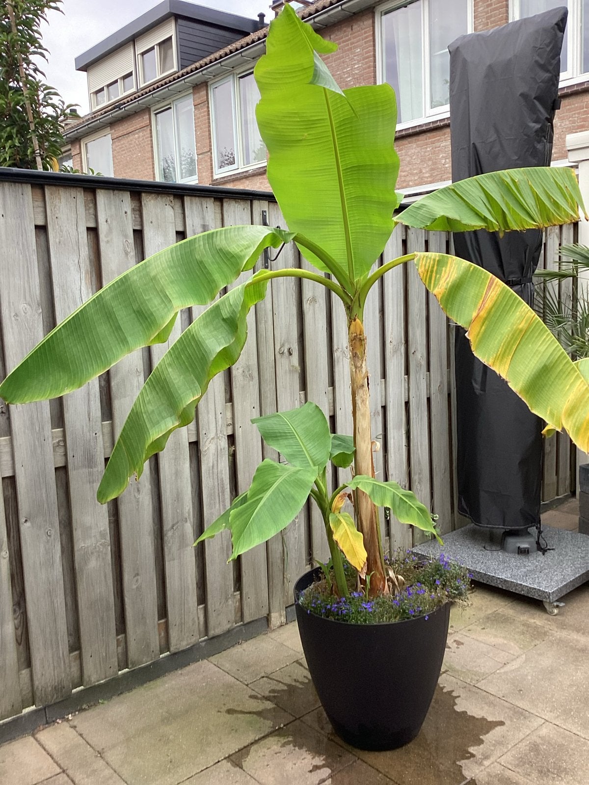 Winterharde bananenplant Musa Basjoo 180 cm., Volle zon, Vaste plant, Bloeit niet, Ophalen