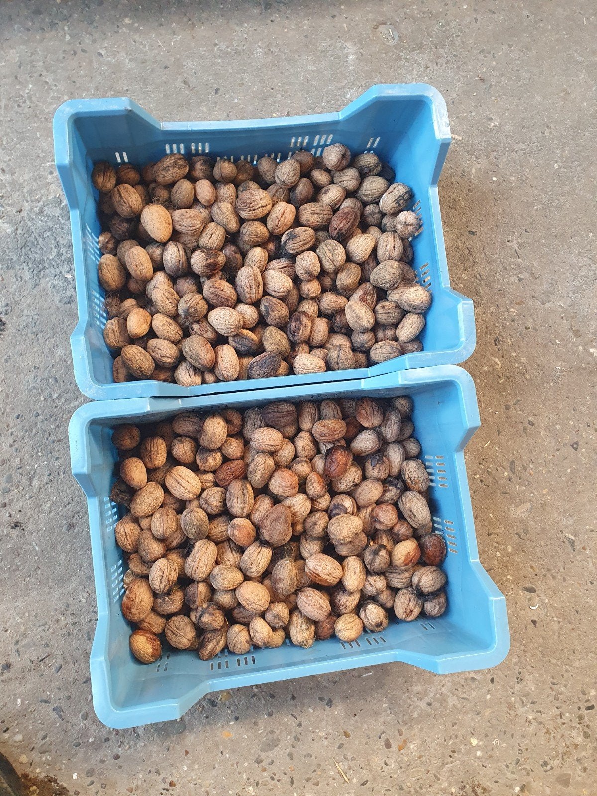 Verse walnoten - Oogst 2026 - 6 kg, Ophalen of Verzenden