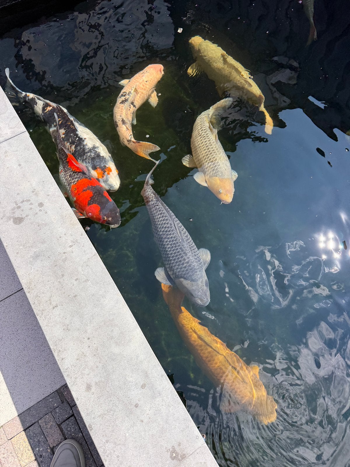 Complete koi vijver inclusief koi’s, Karper of Koi