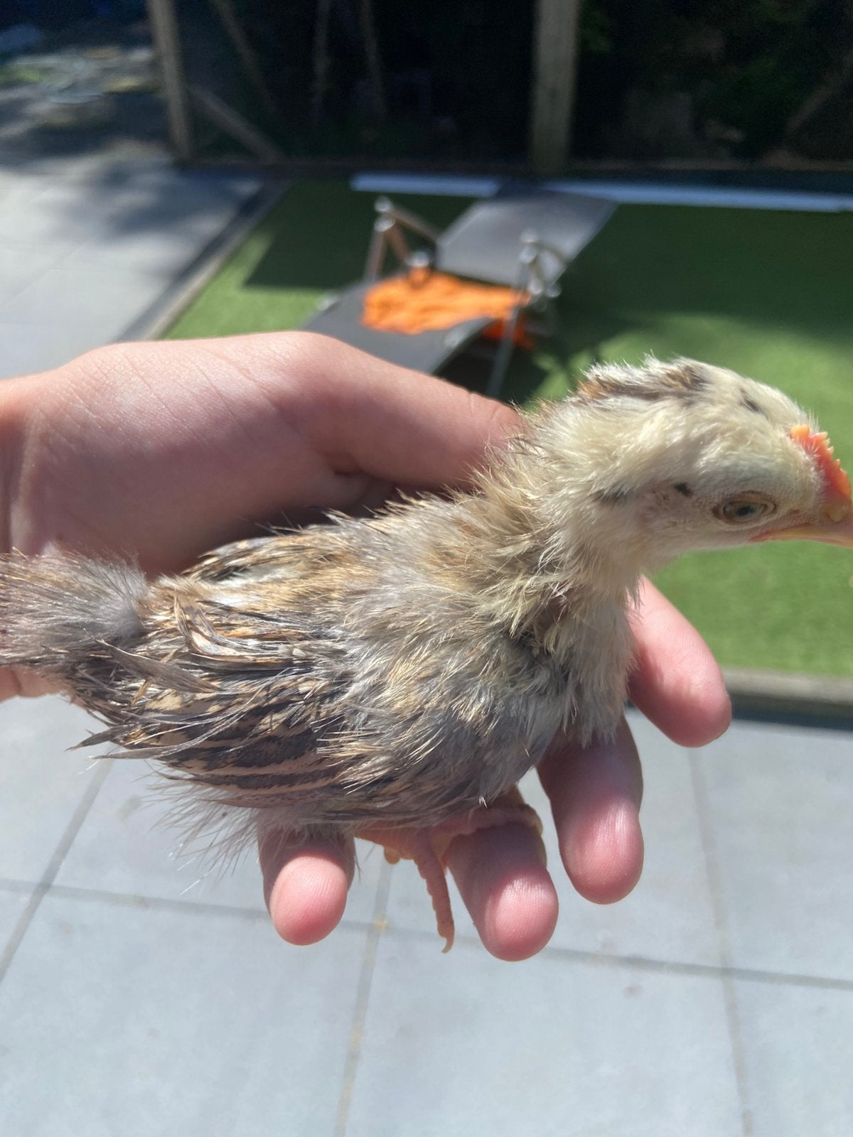Serama haantje zijdeveer, Dieren en Toebehoren, Pluimvee, Mannelijk, Kip