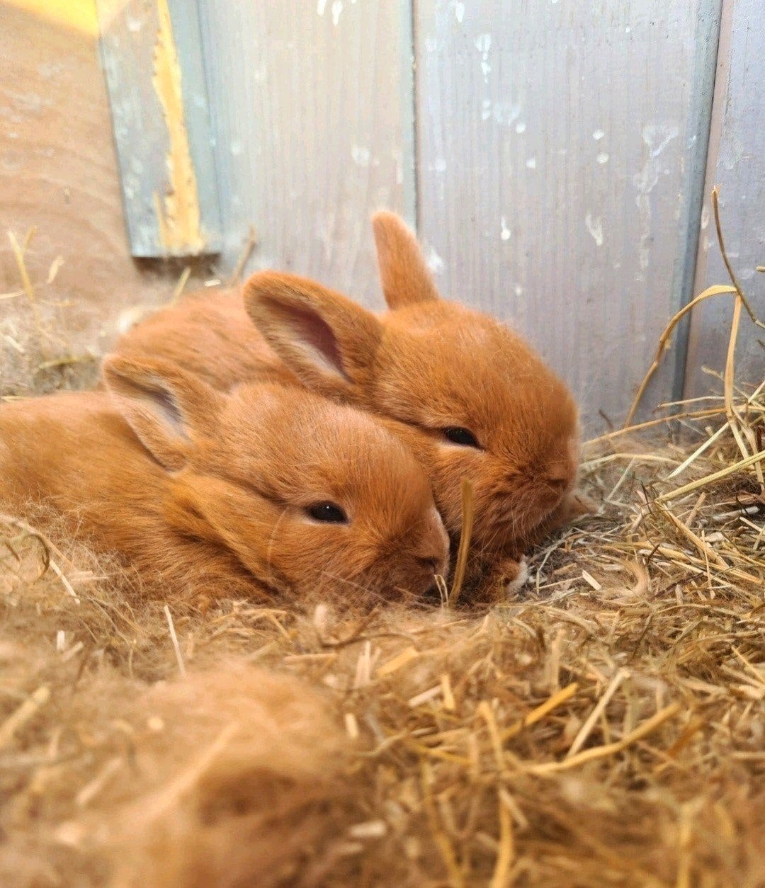 jonge thrianta konijntjes 🌿, Dieren en Toebehoren, Pluimvee, Vrouwelijk, Kip