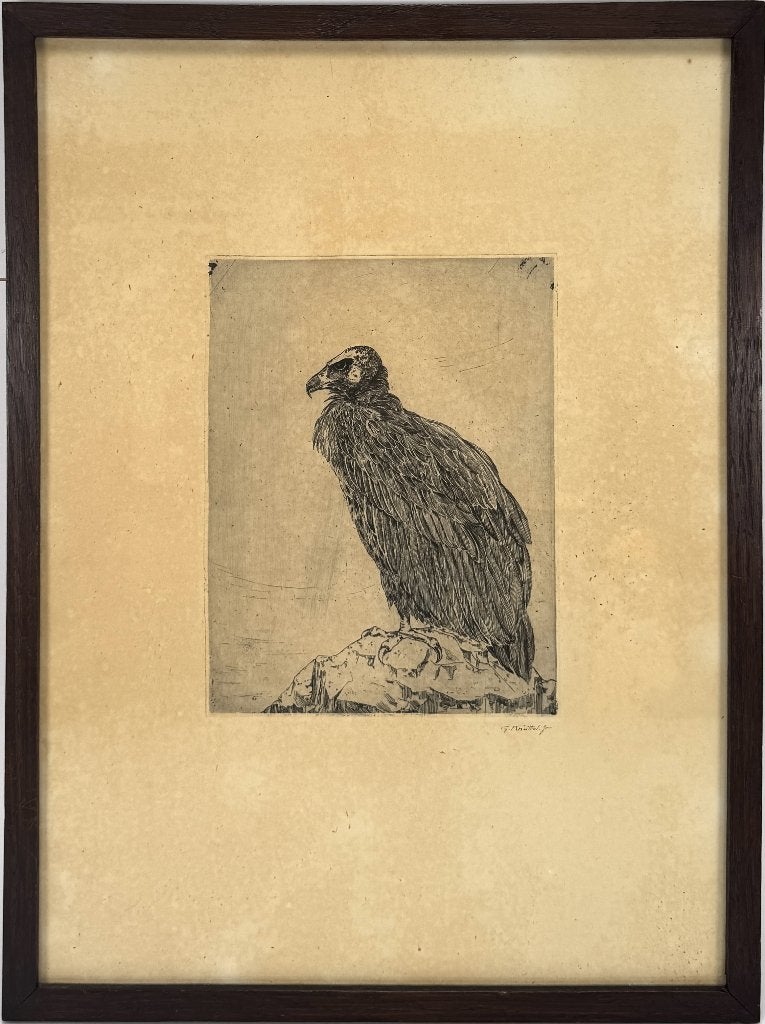 653. Ets, G Knüttel jr – staande gier op rots, ca. 1910, Ophalen