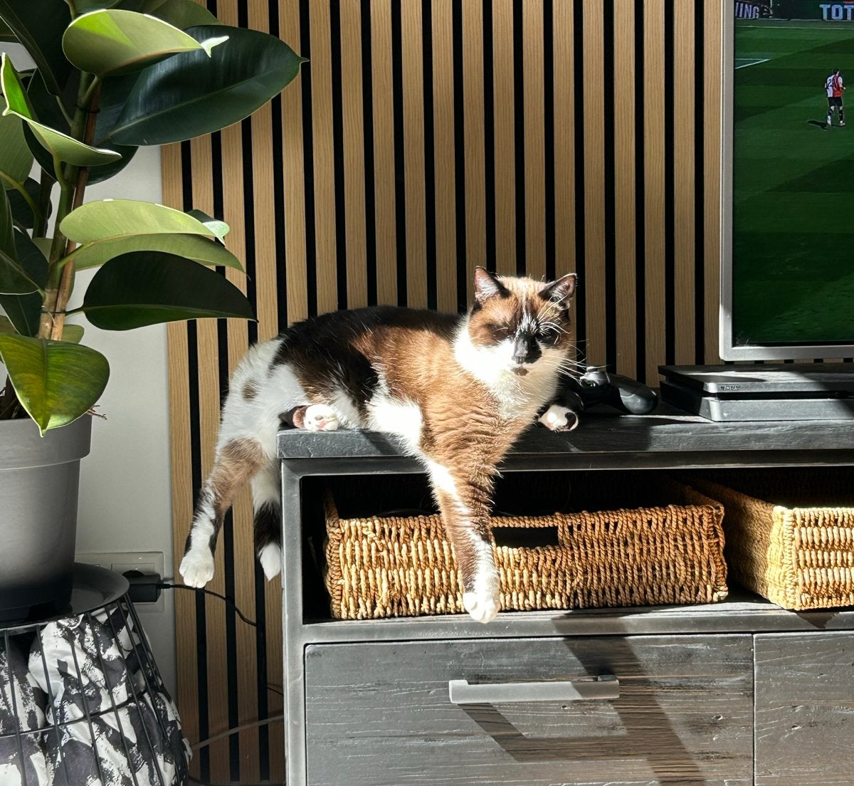 Lieve aanhankelijke poes., Poes