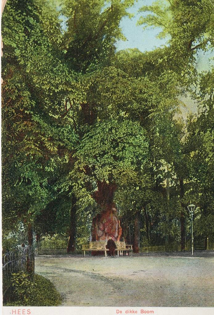 De dikke boom (linde) Hees, Ophalen of Verzenden, Voor 1920, Ongelopen, Gelderland