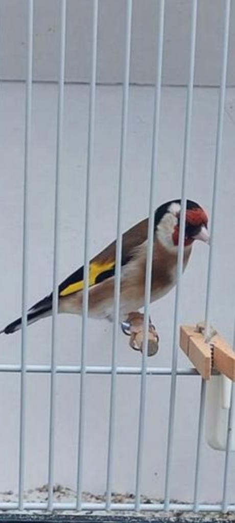 Kweek Koppel bloem/ parva putters, Dieren en Toebehoren, Vogels | Overige Vogels, Meerdere dieren, Wildzangvogel