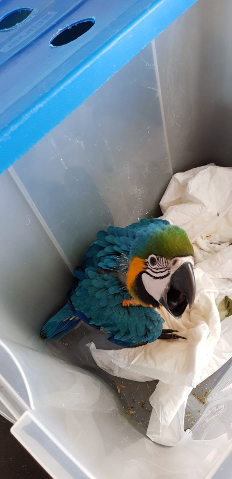 te koop blauwgeel ara, Geslacht onbekend, Papegaai, Geringd