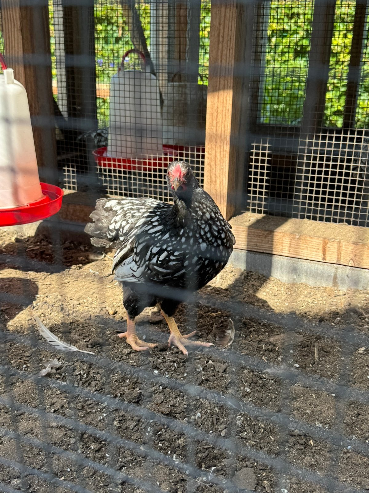 Te koop Jonge haan, Dieren en Toebehoren, Mannelijk, Kip