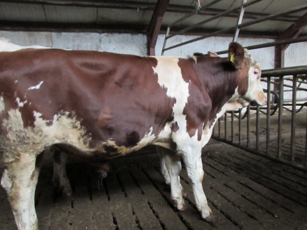 Te koop stier, M. beste lijsten., Dieren en Toebehoren, Runderen, Mannelijk, 0 tot 2 jaar
