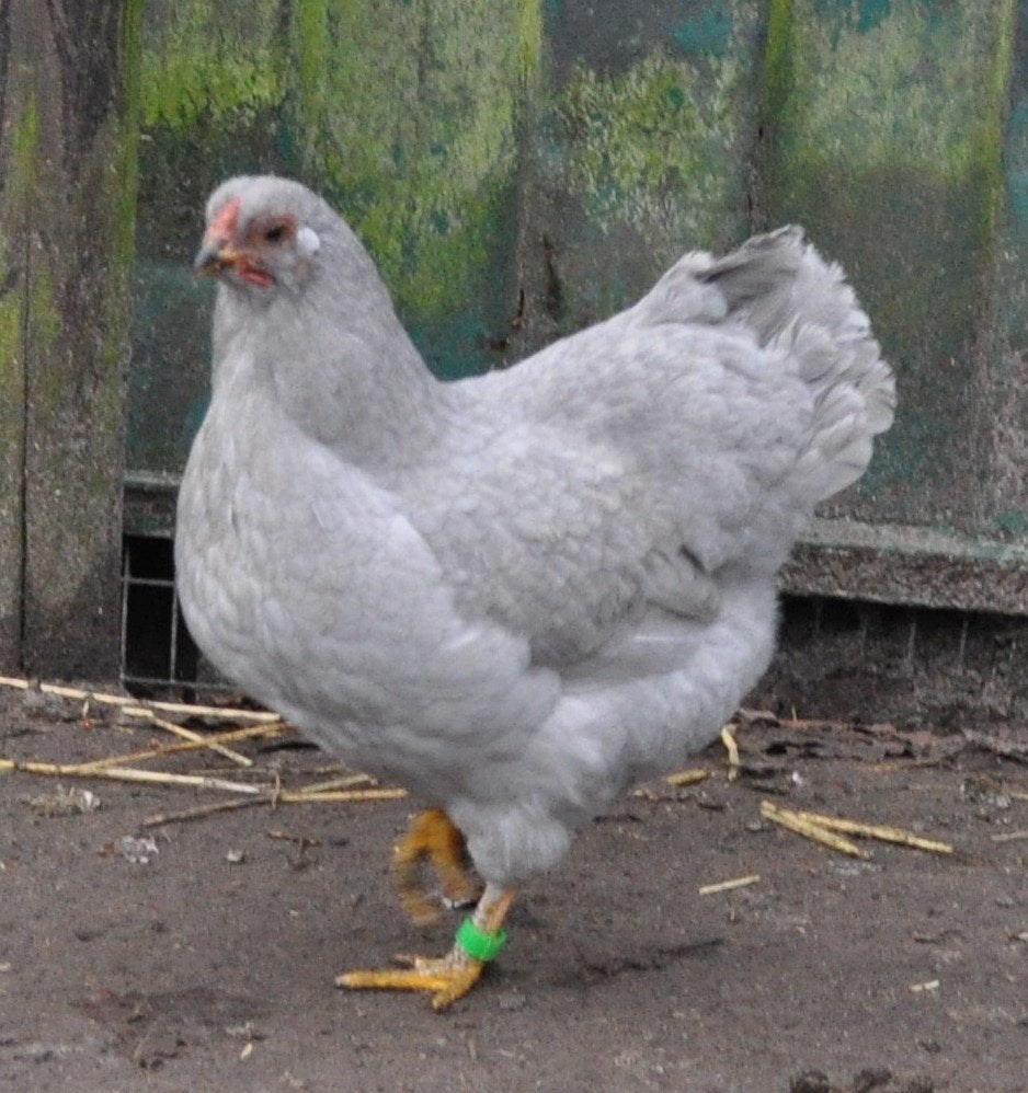 Twee Wyandotte kriel hennen Parelgrijs, Dieren en Toebehoren, Pluimvee, Vrouwelijk, Kip