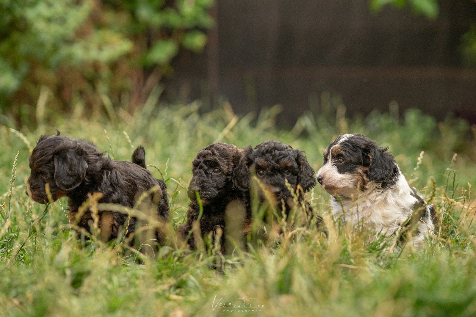 Dwergpoedel x Boompoo puppies, Poedel, 8 tot 15 weken, Meerdere, Meerdere dieren