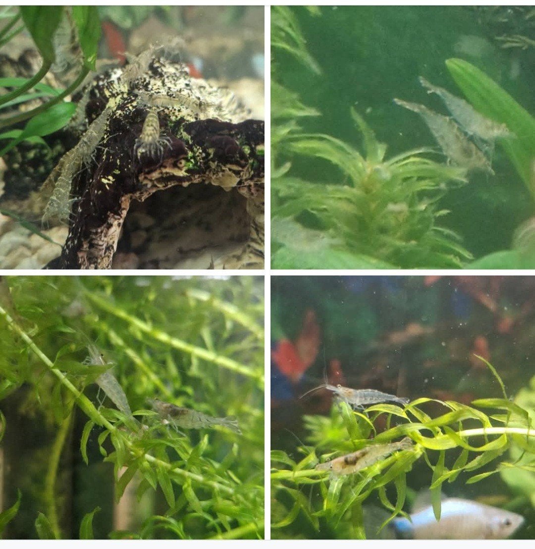Mooie tijger- en japonica garnalen, Dieren en Toebehoren, Kreeft, Krab of Garnaal, Zoetwatervis