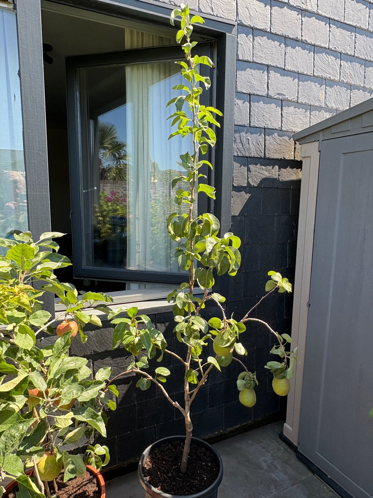 Super mooie dwerg  perenboom in pot aangeboden!!, Tuin en Terras, Ophalen, Lente, Volle zon, 100 tot 250 cm
