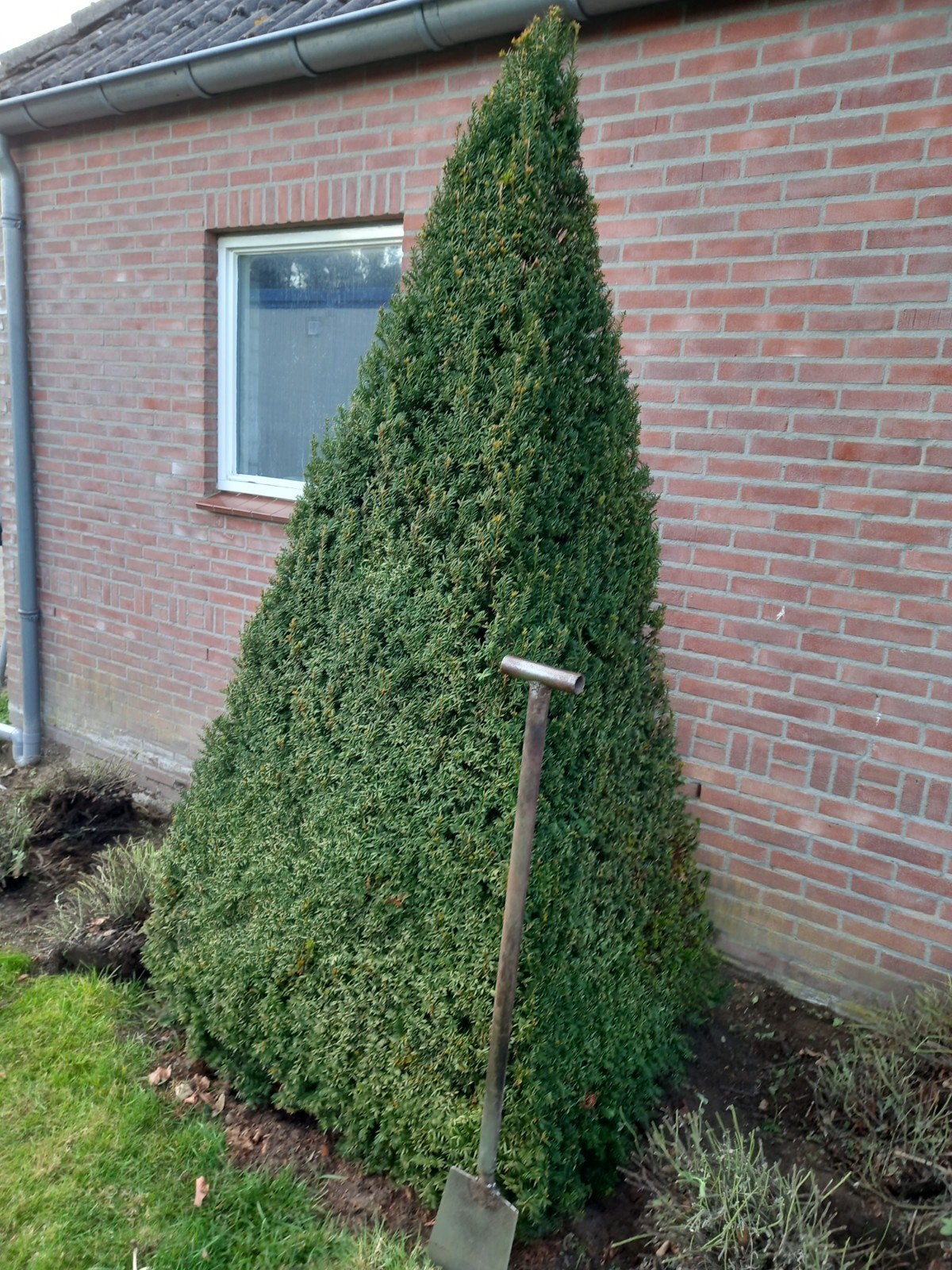 taxus baccata piramide, Ophalen, Bloeit niet, Volle zon, Overige soorten