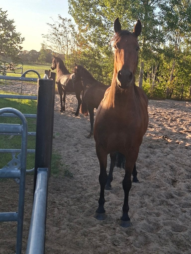 Paard, Merrie, Minder dan 160 cm, Zadelmak, 3 tot 6 jaar