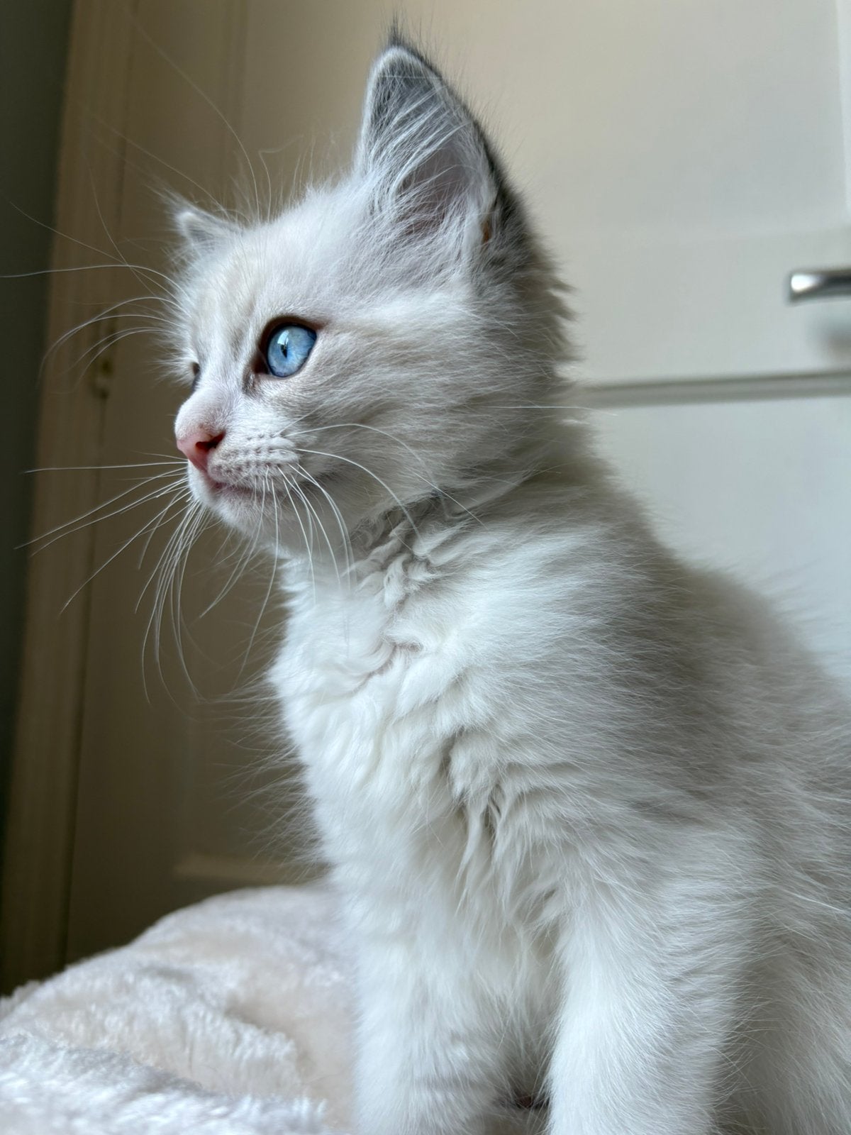 Ragdoll Kitten met Stamboom😍 (mag bijna verhuizen), Kater, Met stamboom, 0 tot 2 jaar