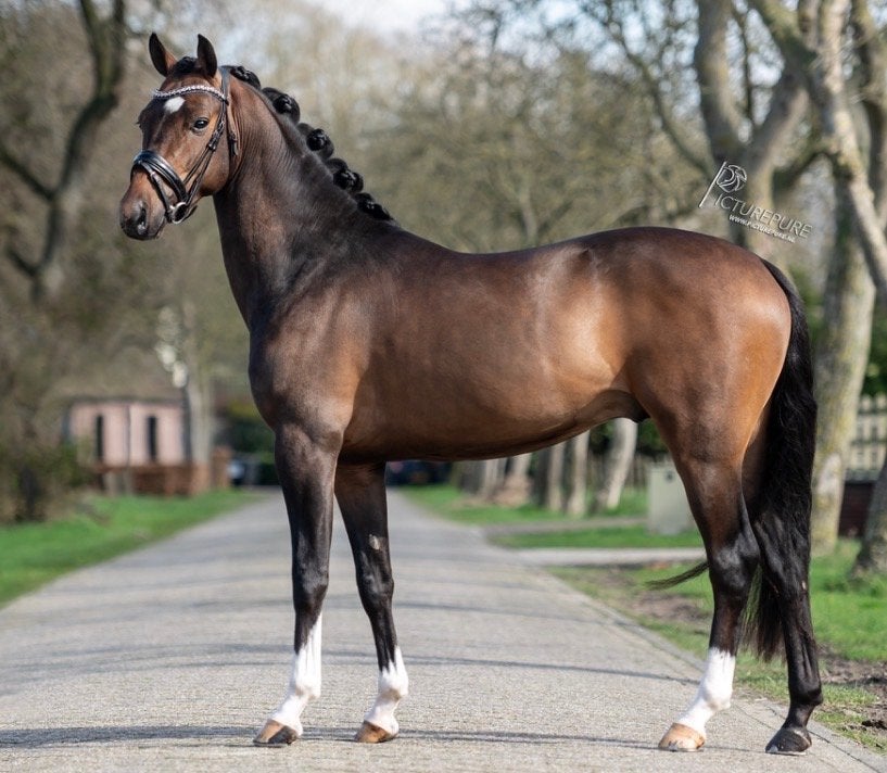 Superknappe getalenteerde 5 jarige D-pony ruin, Dieren en Toebehoren, Ruin, Dressuurpony, 3 tot 6 jaar, D pony (1.37m tot 1.48m)