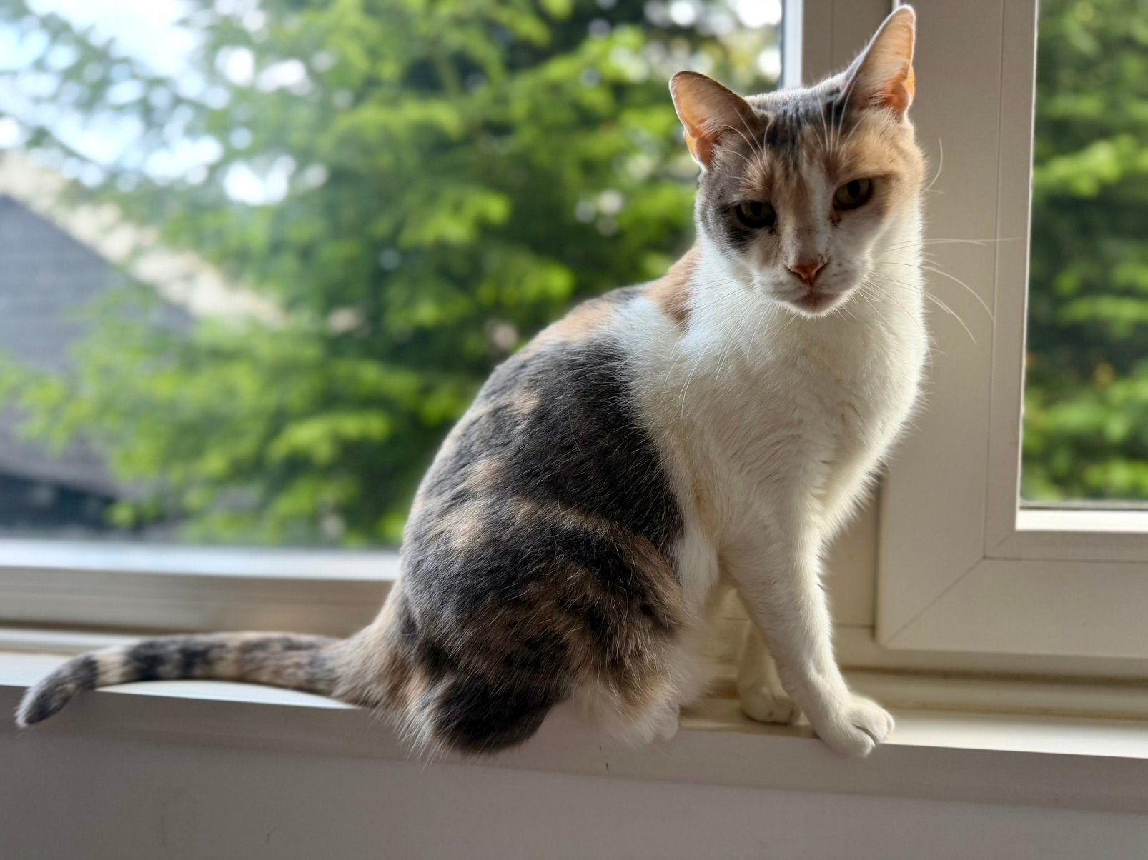 Lieve poes, Poes