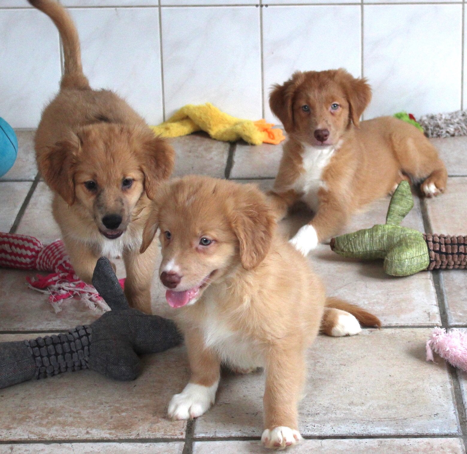 NOVA SCOTIA DUCK TOLLING RETRIEVER X BORDER COLLIE PUPS, Nederland, Labrador retriever, Meerdere, Meerdere dieren