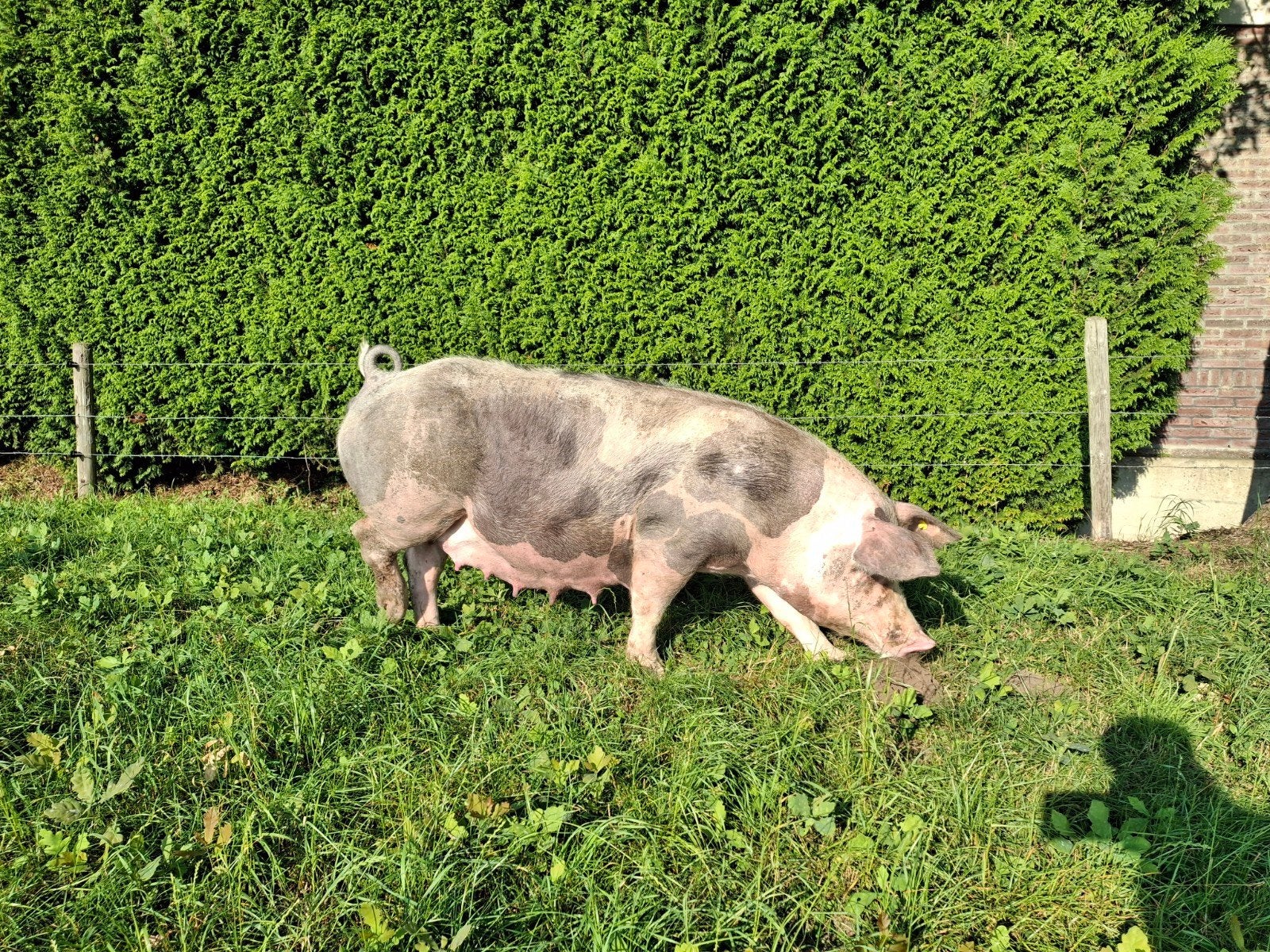 Pitrain biggen te koop, Dieren en Toebehoren, Meerdere dieren, Varken, 0 tot 2 jaar