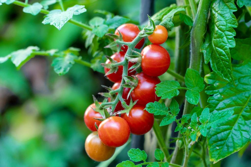 Biologische kerstomatenplantjes uit eigen kas, Volle zon, Groenteplanten, Eenjarig, Ophalen of Verzenden