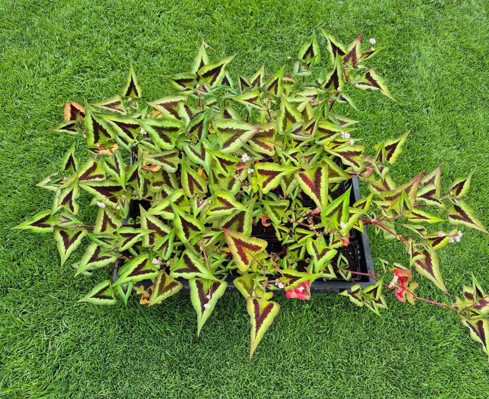 Persicaria Purple Fantasy, Tuin en Terras, Planten | Tuinplanten, Ophalen, Overige soorten, Volle zon