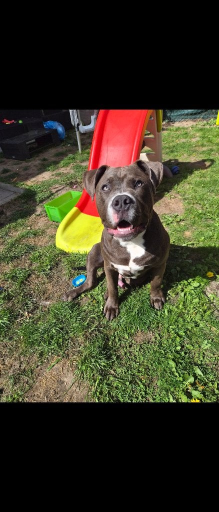 American bully zoekt goed huis dringend!, Parvo, België, Particulier, 15 weken tot 1 jaar