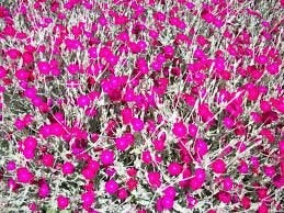 BIOLOGISCH ZAAD van PRIKNEUS Lychnis Coronar, Ophalen of Verzenden, Volle zon, Zaad