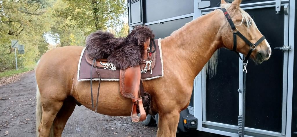 Alpine western zadel, Dieren en Toebehoren, Paarden en Pony's | Zadels, Ophalen, Western