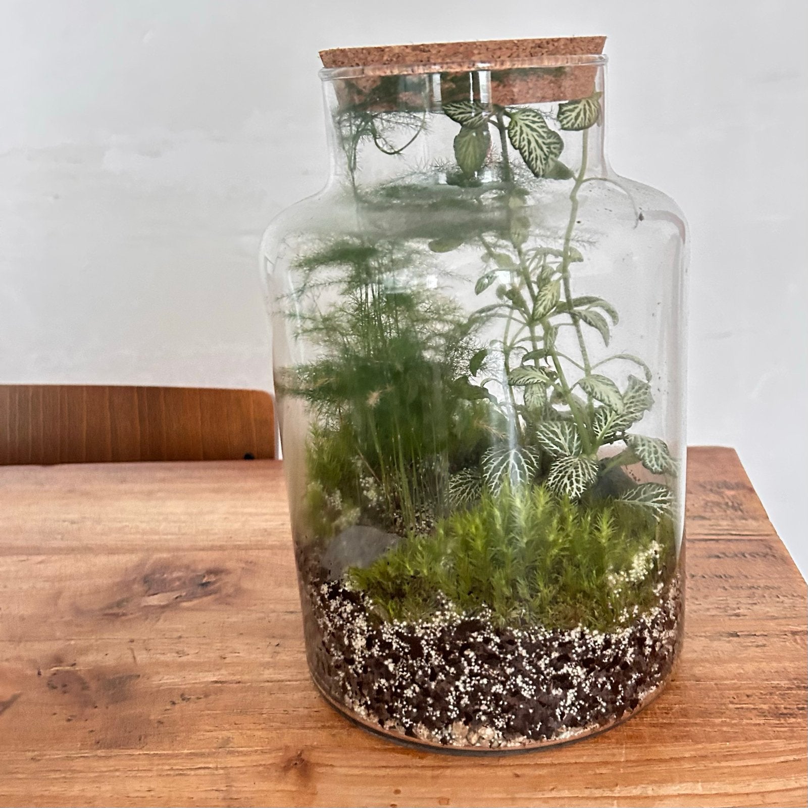 Terrarium met planten - Ames, Ophalen, Groen, Zo goed als nieuw, Modern