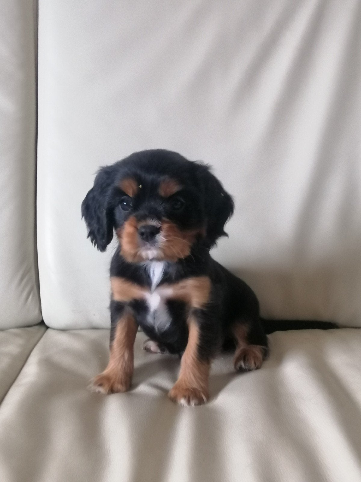 Cavalier King Charles kruising pups, Parvo, Overige rassen, 8 tot 15 weken, Meerdere