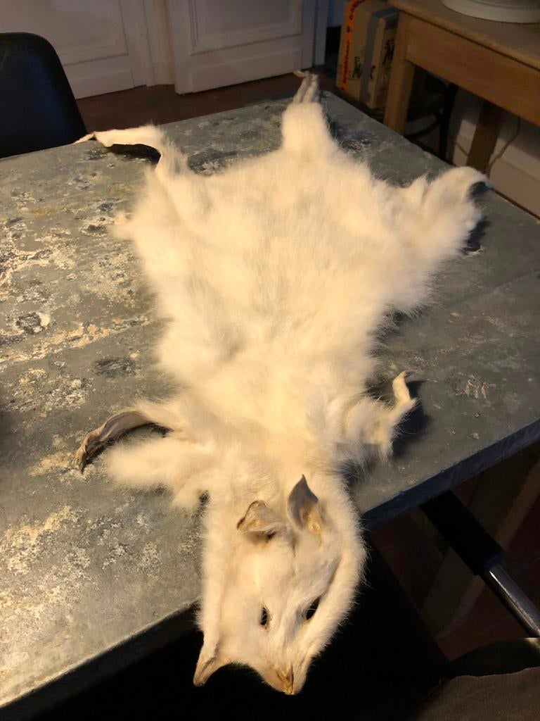 TAXIDERMIE TAXIDERMY WITTE WALLABY HUID VEL P, Ophalen of Verzenden, Zo goed als nieuw, Vogel, Opgezet dier