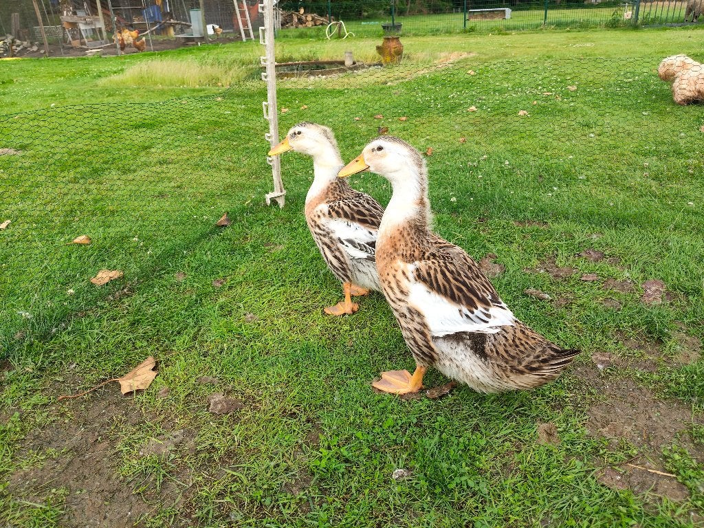 Gezellige en handtamme Silver appleyard eenden., Meerdere dieren, Eend