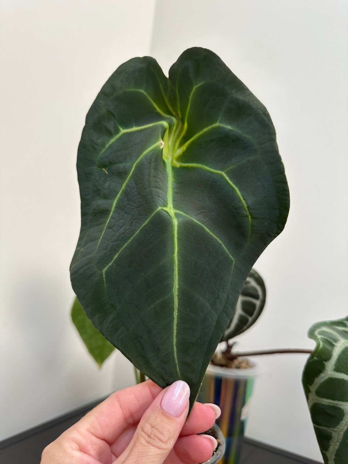 Anthurium yellow spider X forgetti, Ophalen of Verzenden, Halfschaduw, Minder dan 100 cm