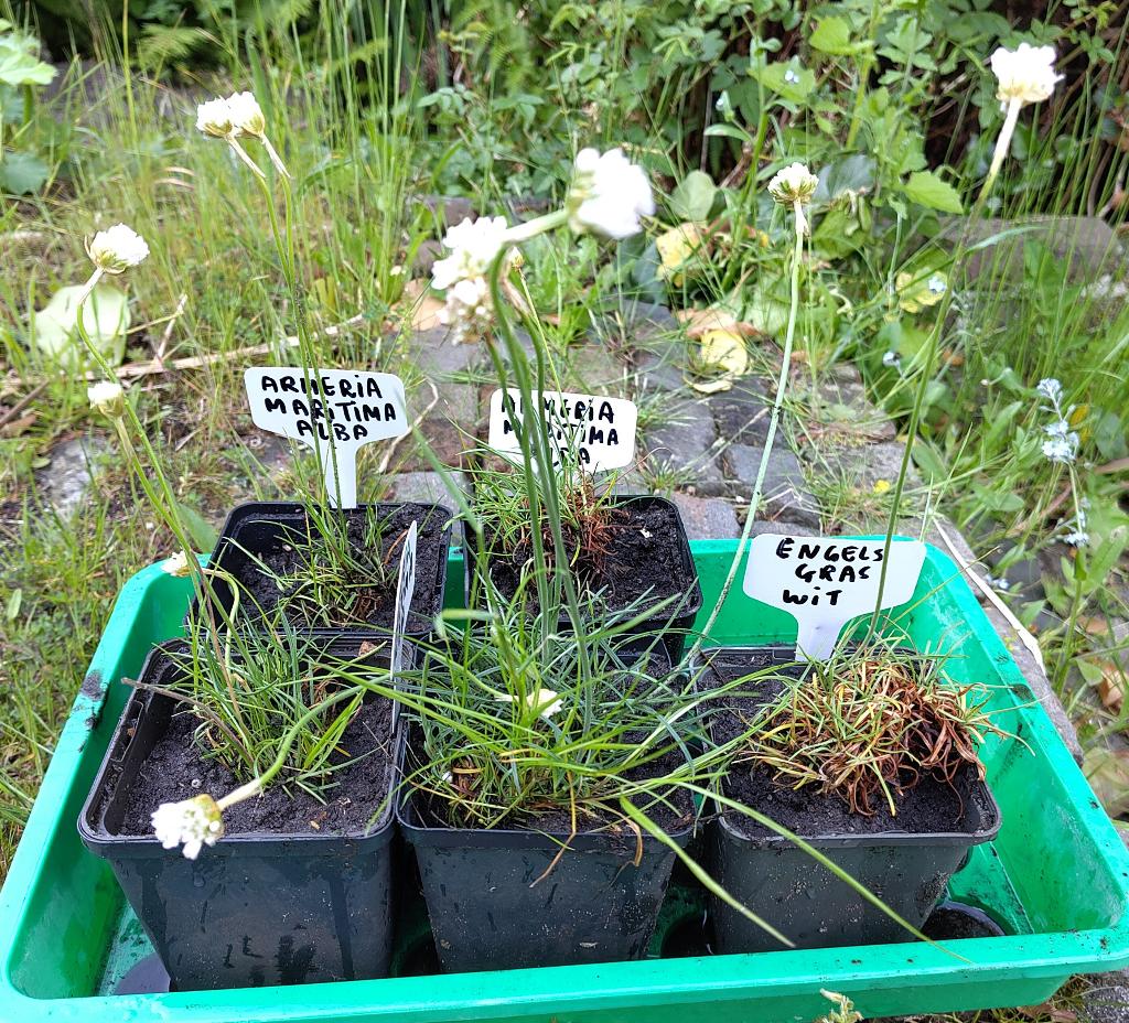Tuin = Plant MJ = Wit Engels gras = Armeria maritima Alba, Tuin en Terras, Planten | Tuinplanten, Ophalen, Vaste plant, Overige soorten