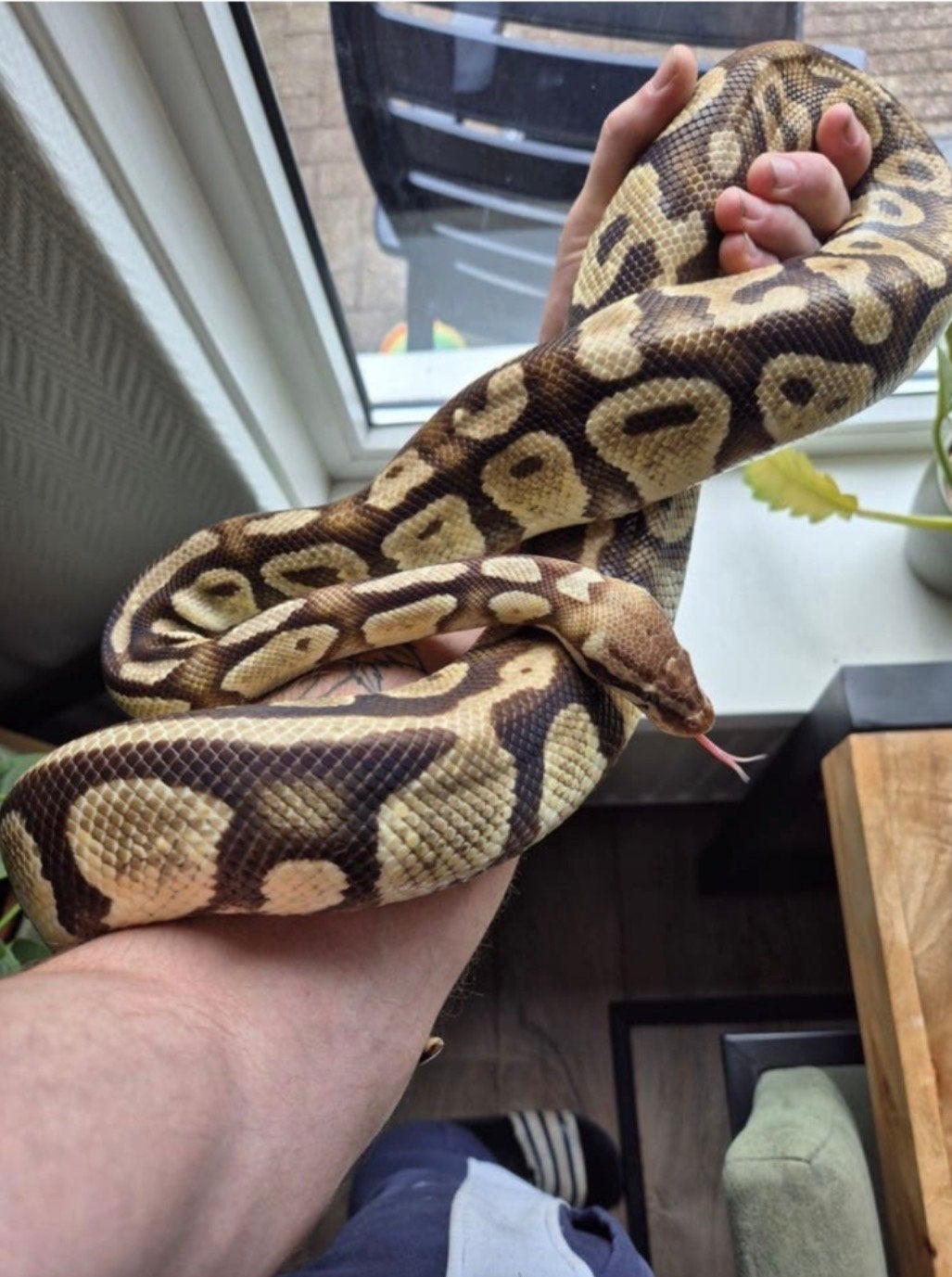 python te koop, Slang, Tam, 3 tot 6 jaar