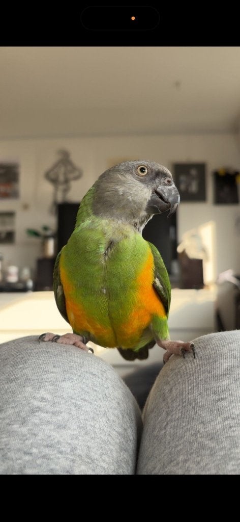 Tamme Bonte boer/Senegal papegaai, Dieren en Toebehoren, Vogels | Parkieten en Papegaaien, Vrouwelijk, Papegaai, Geringd