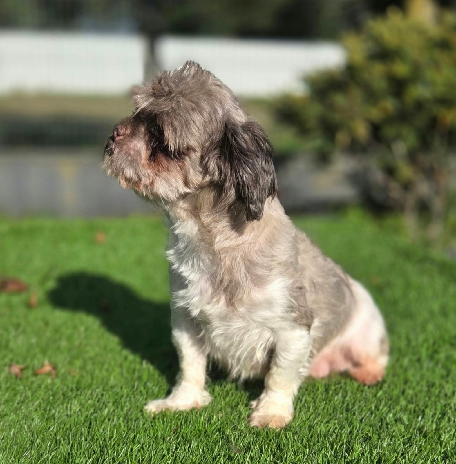 Te koop lieve boomer teef, 6 jaar of ouder, Nederland, CDV (hondenziekte), Teef