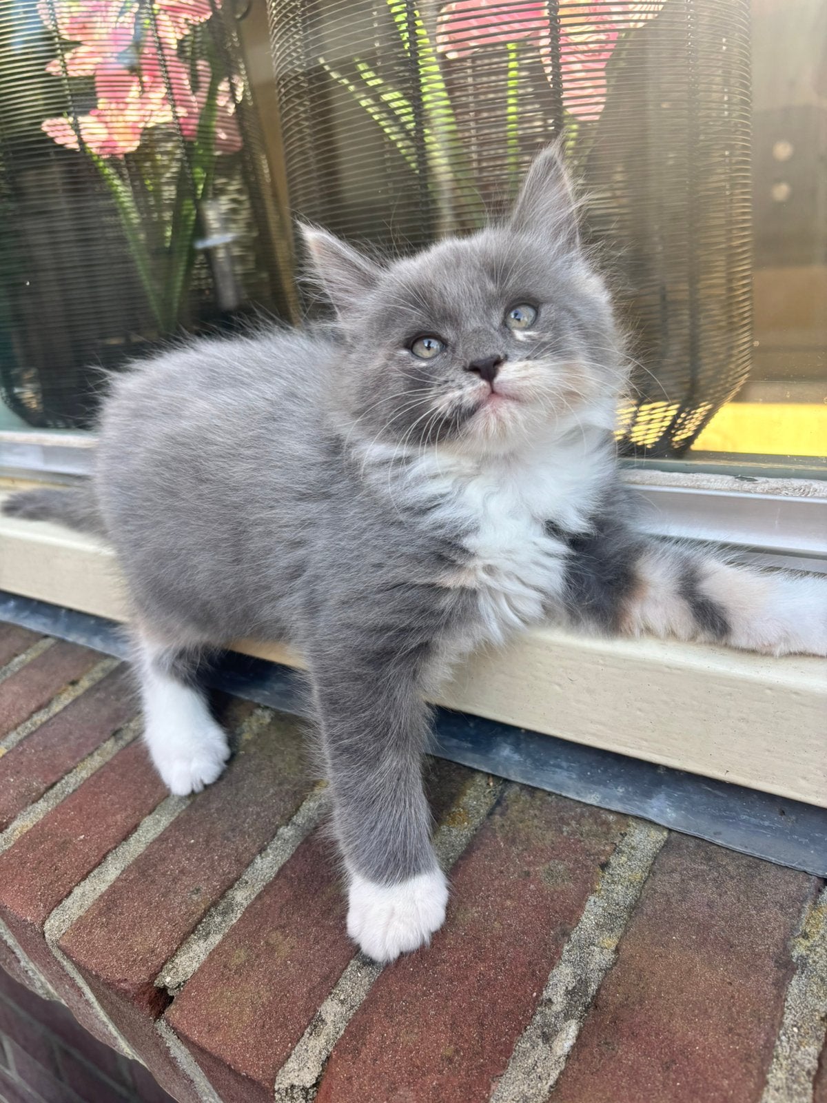 Mogen Direct mee. Nog 2 Maine Coon kittens Papa XXL, Meerdere dieren, Ingeënt