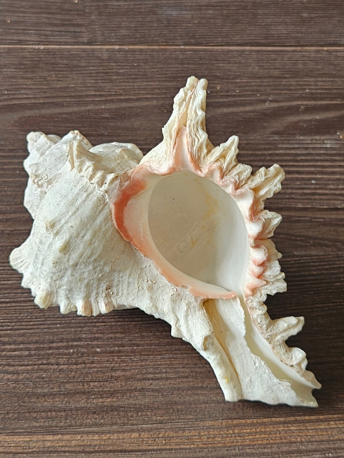 Ramose Murex (Chicoreus ramosus), schelps, Ophalen of Verzenden