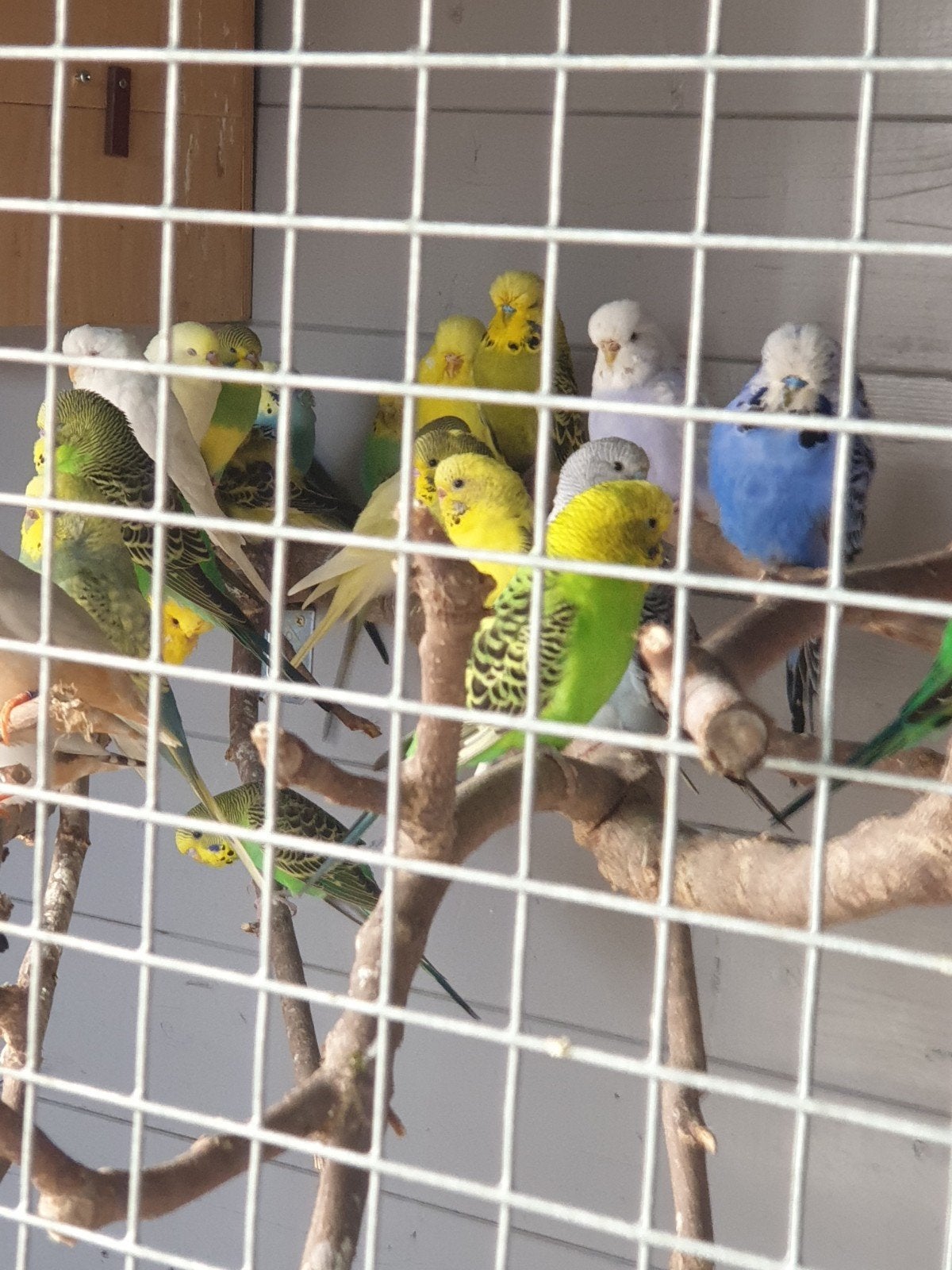 grasparkieten jonge en van vorigjaar, Parkiet