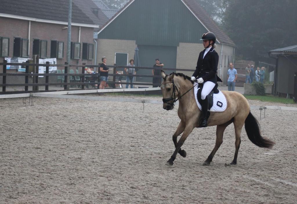 7 jarige Spaanse D pony merrie Z1 dressuur Esplendida, Z, Dressuurpony, 7 tot 10 jaar, D pony (1.37m tot 1.48m)