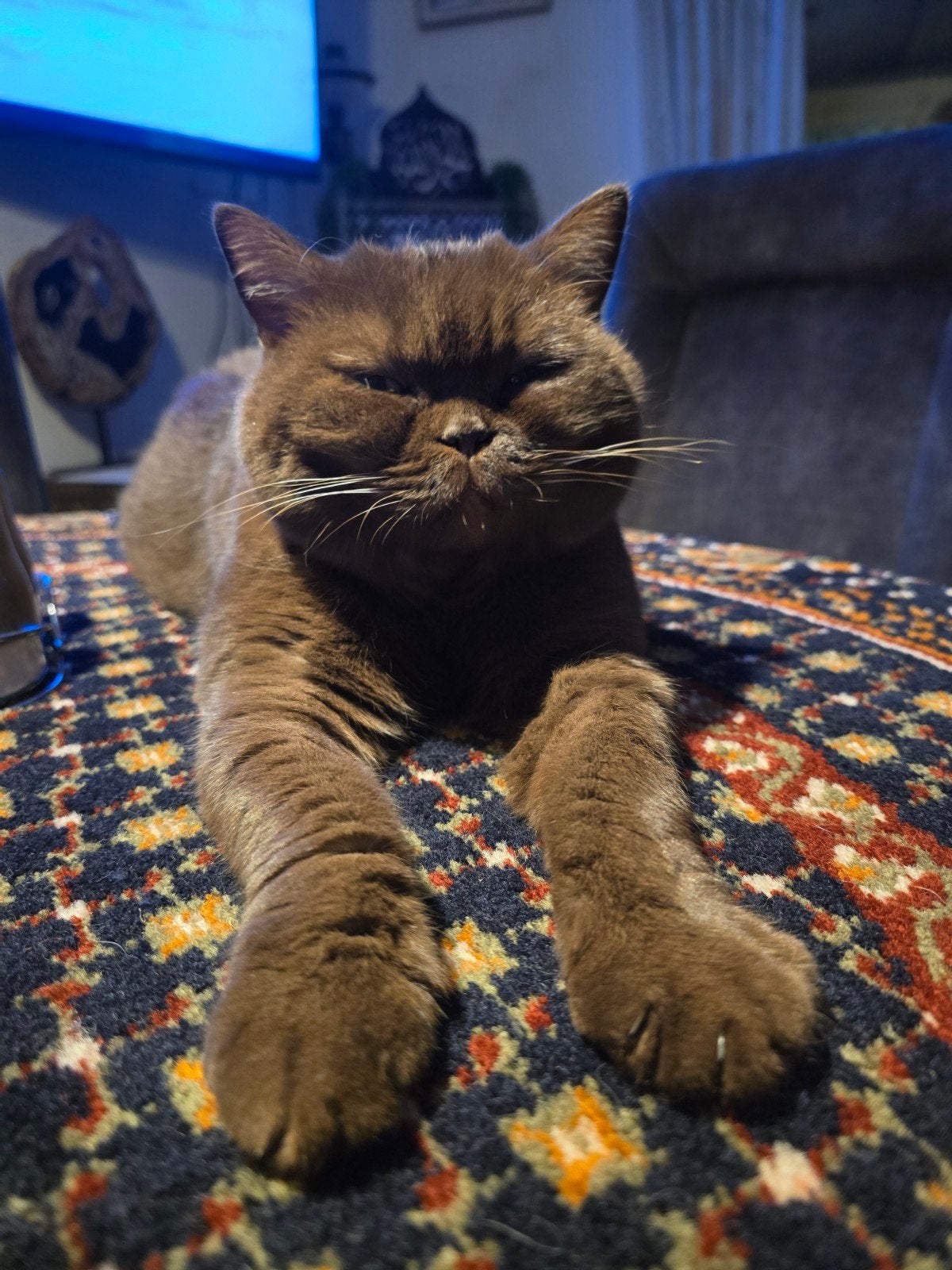 Prachtige Brits korthaar te koop, Dieren en Toebehoren, Poes, Kortharig, 3 tot 5 jaar