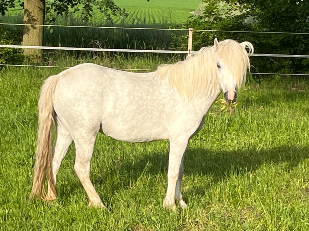 Te koop, Merrie, 0 tot 2 jaar