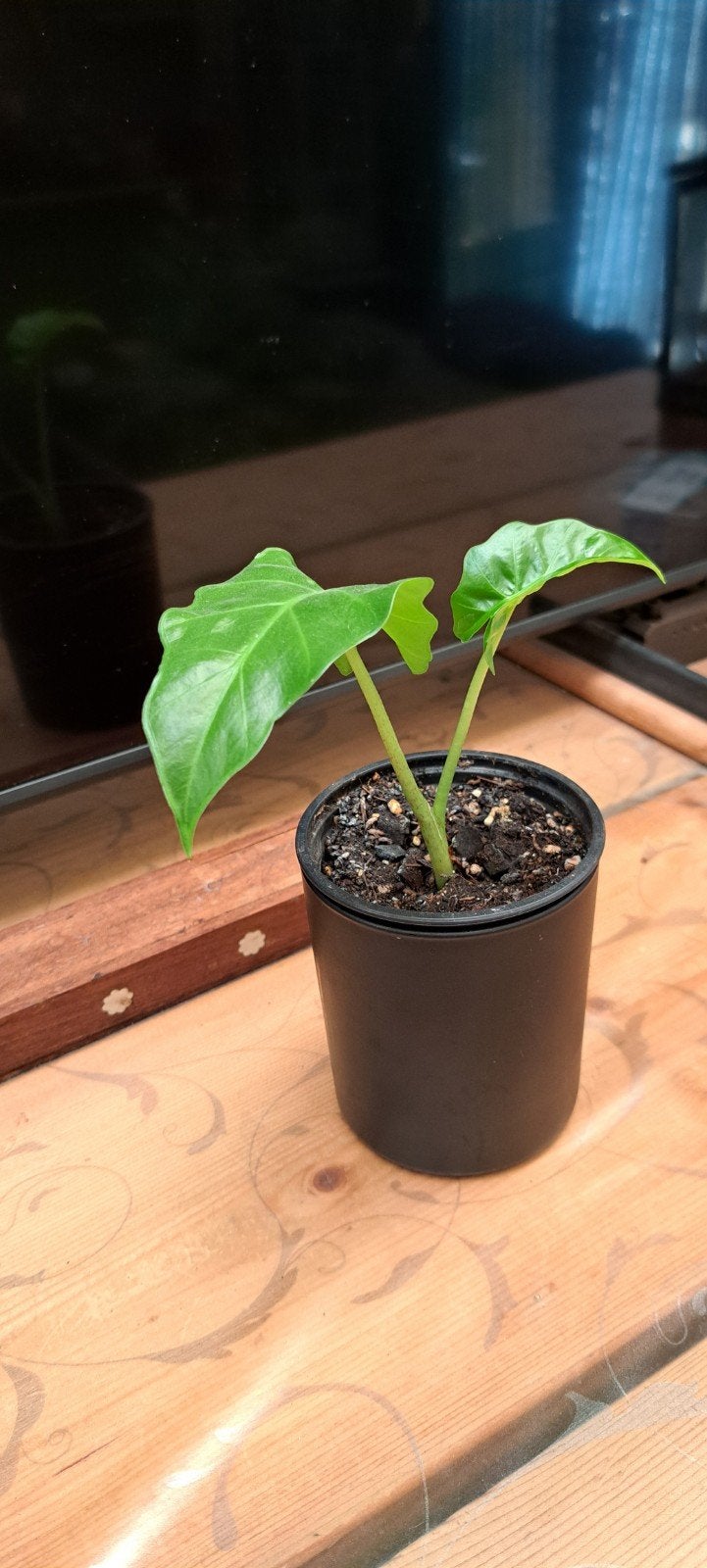 Alocasia low Rider (stek), Ophalen, Halfschaduw, Minder dan 100 cm