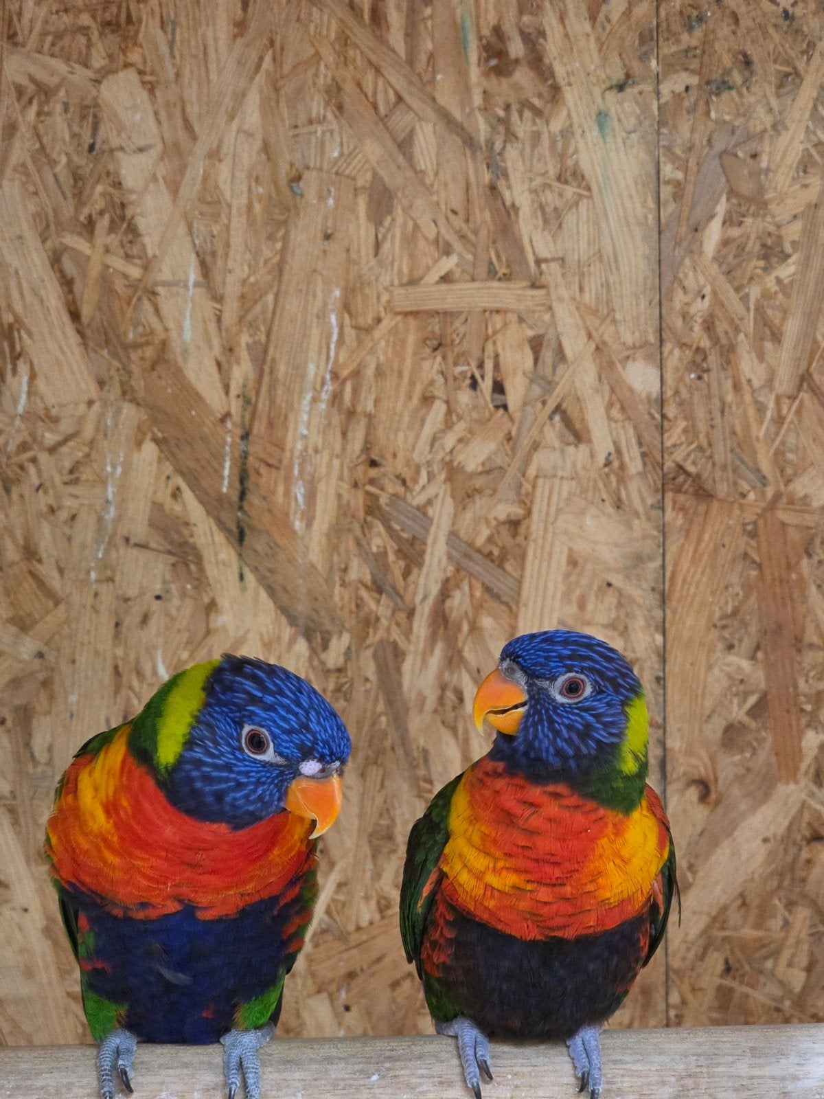koppel lori s, Meerdere dieren, Papegaai